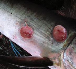 Isistius brasiliensis_06.jpg